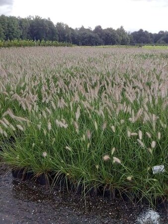 Pennisetum al. 'Hameln' geen maat specificatie cont. 1,5L - afbeelding 3