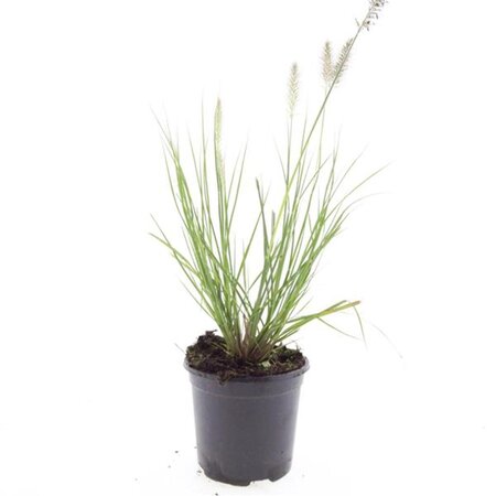 Pennisetum al. 'Hameln' geen maat specificatie cont. 1,5L - afbeelding 7