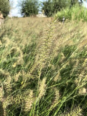 Pennisetum al. 'Hameln' geen maat specificatie cont. 1,5L - afbeelding 10