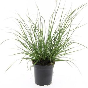 Pennisetum al. 'Hameln' geen maat specificatie cont. 1,5L - afbeelding 6