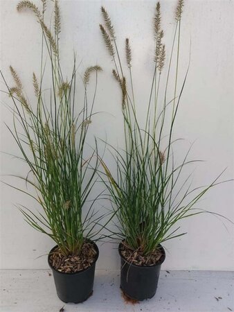 Pennisetum al. 'Hameln' geen maat specificatie cont. 1,5L - afbeelding 15