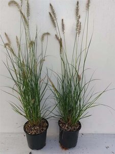 Pennisetum al. 'Hameln' geen maat specificatie cont. 1,5L - afbeelding 15