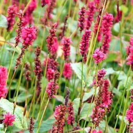 Persicaria a. 'JS Calor' geen maat specificatie 0,55L/P9cm