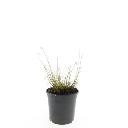 Pennisetum al. 'Little Bunny' geen maat specificatie cont. 1,5L - afbeelding 2