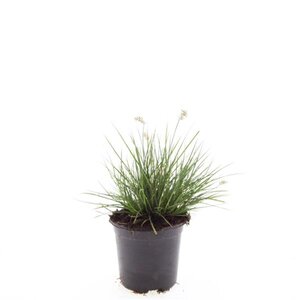 Pennisetum al. 'Little Bunny' geen maat specificatie cont. 1,5L - afbeelding 3