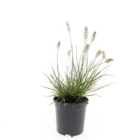 Pennisetum al. 'Little Bunny' geen maat specificatie cont. 1,5L - afbeelding 8