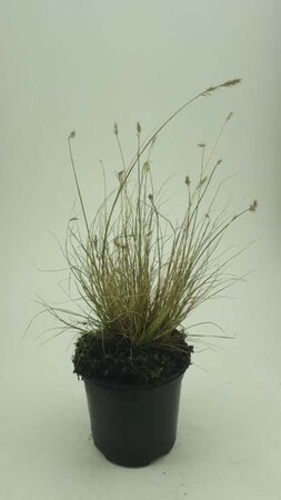 Pennisetum al. 'Little Bunny' geen maat specificatie cont. 1,5L - afbeelding 5