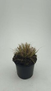 Pennisetum al. 'Little Bunny' geen maat specificatie cont. 1,5L - afbeelding 6