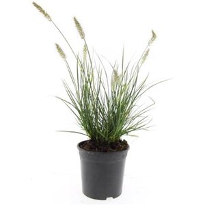 Pennisetum al. 'Little Bunny' geen maat specificatie cont. 1,5L - afbeelding 7