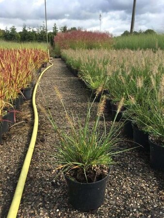 Pennisetum al. 'Little Bunny' geen maat specificatie cont. 1,5L - afbeelding 9