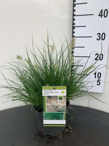 Pennisetum al. 'Little Bunny' geen maat specificatie cont. 2,0L - afbeelding 4