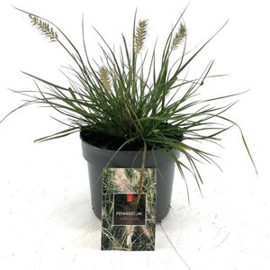 Pennisetum al. 'Little Bunny' geen maat specificatie cont. 2,0L - afbeelding 2