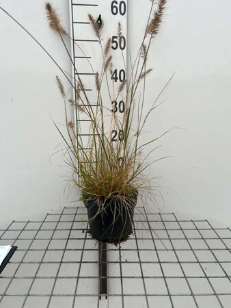 Pennisetum al. 'Little Bunny' geen maat specificatie cont. 2,0L - afbeelding 3