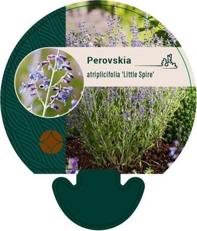 Perovskia atripl. 'Little Spire' geen maat specificatie 0,55L/P9cm - afbeelding 5