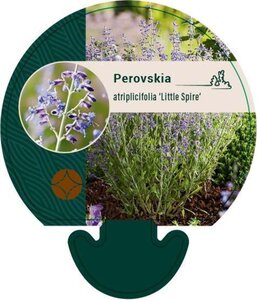 Perovskia atripl. 'Little Spire' geen maat specificatie 0,55L/P9cm - afbeelding 5