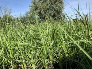 Pennisetum al. 'Moudry' geen maat specificatie cont. 2,0L - afbeelding 2