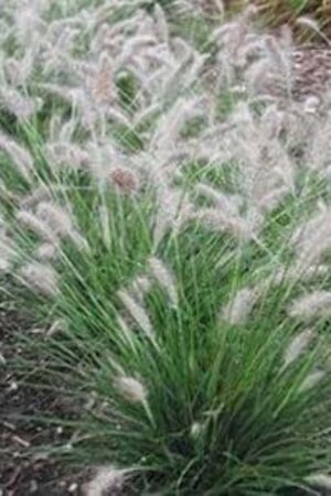 Pennisetum al. 'Piglet' geen maat specificatie cont. 2,0L