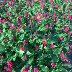 Persicaria a. 'Red Baron' geen maat specificatie 0,55L/P9cm - afbeelding 1