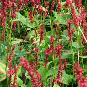 Persicaria a. 'Red Baron' geen maat specificatie 0,55L/P9cm - afbeelding 2