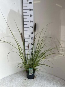 Pennisetum al. 'Redhead' geen maat specificatie cont. 2,0L - afbeelding 7