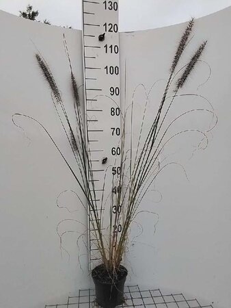 Pennisetum al. 'Redhead' geen maat specificatie cont. 2,0L - afbeelding 5