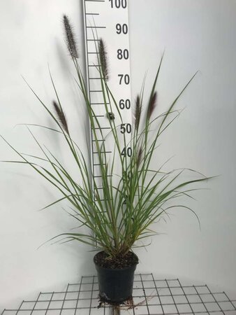 Pennisetum al. 'Redhead' geen maat specificatie cont. 2,0L - afbeelding 3