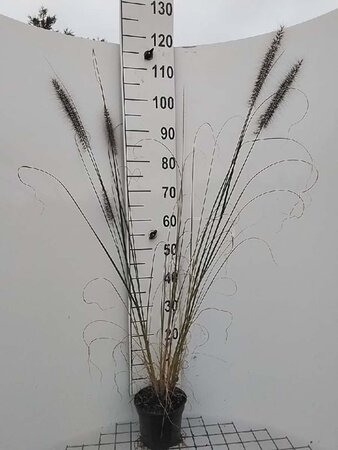 Pennisetum al. 'Redhead' geen maat specificatie cont. 2,0L - afbeelding 4