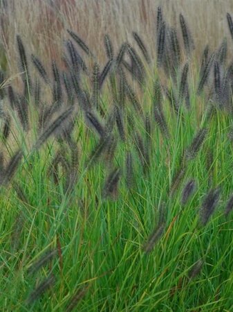 Pennisetum al. 'Redhead' geen maat specificatie cont. 2,0L - afbeelding 1