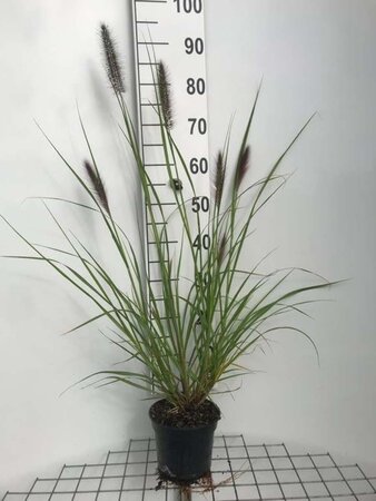 Pennisetum al. 'Redhead' geen maat specificatie cont. 2,0L - afbeelding 6