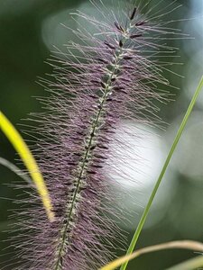 Pennisetum al. 'Redhead' geen maat specificatie cont. 2,0L - afbeelding 2