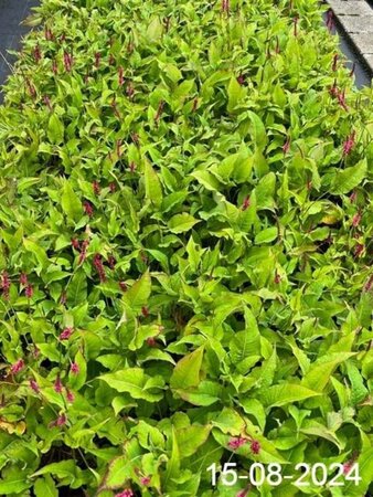 Persicaria a. 'Speciosa' = Firetail geen maat specificatie cont. 2,0L - afbeelding 2