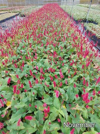 Persicaria a. 'Speciosa' = Firetail geen maat specificatie cont. 2,0L - afbeelding 3