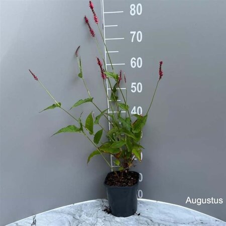 Persicaria a. 'Speciosa' = Firetail geen maat specificatie cont. 2,0L - afbeelding 4