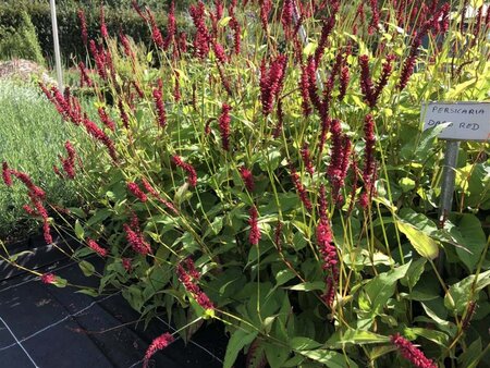 Persicaria a. 'Dark Red' geen maat specificatie 0,55L/P9cm - afbeelding 1