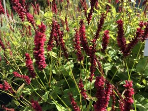 Persicaria a. 'Dark Red' geen maat specificatie 0,55L/P9cm - afbeelding 2