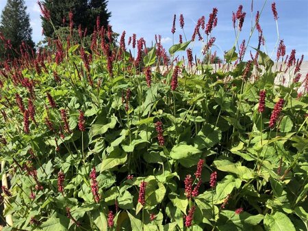 Persicaria a. 'Dark Red' geen maat specificatie 0,55L/P9cm - afbeelding 3