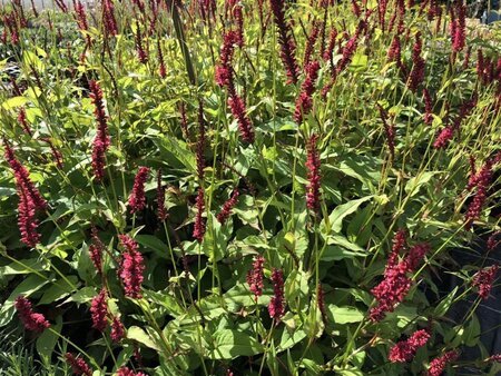 Persicaria a. 'Dark Red' geen maat specificatie 0,55L/P9cm - afbeelding 4