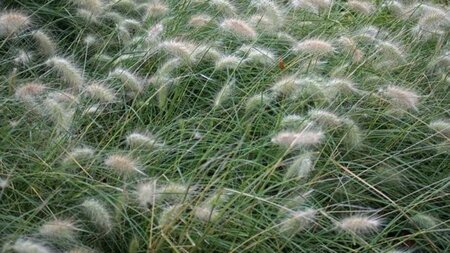 Pennisetum villosum geen maat specificatie cont. 3,0L - afbeelding 1