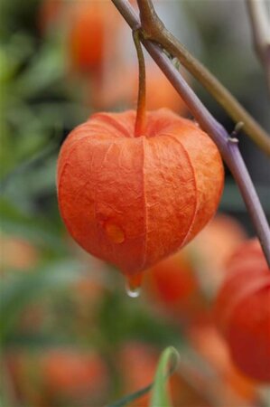 Physalis alkekengi franchetii geen maat specificatie cont. 3,0L - afbeelding 1