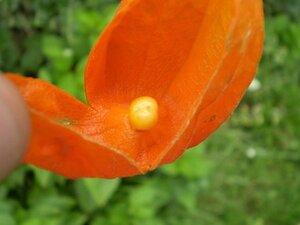 Physalis alkekengi franchetii geen maat specificatie cont. 3,0L - afbeelding 2