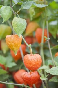 Physalis alkekengi franchetii geen maat specificatie cont. 3,0L - afbeelding 3