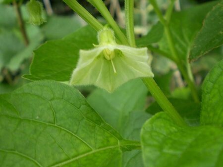 Physalis alkekengi franchetii geen maat specificatie cont. 3,0L - afbeelding 4