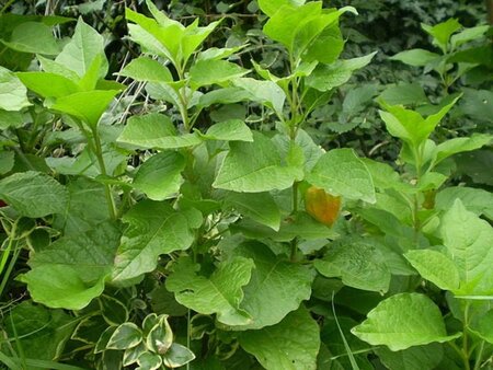 Physalis alkekengi franchetii geen maat specificatie cont. 3,0L - afbeelding 5