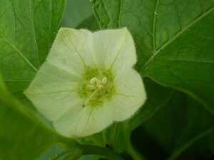 Physalis alkekengi franchetii geen maat specificatie cont. 3,0L - afbeelding 6