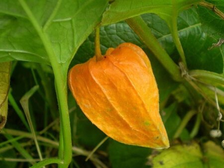 Physalis alkekengi franchetii geen maat specificatie cont. 3,0L - afbeelding 7