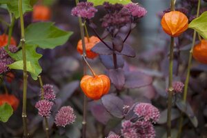 Physalis alkekengi franchetii geen maat specificatie cont. 3,0L - afbeelding 8