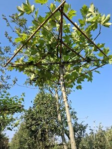 Platanus hispanica 10-12 cm cont. 30L 230 cm stam dakvorm 120 - afbeelding 1