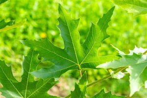 Platanus or. 'Minaret' 18-20 Hoogstam draadkluit 260 cm stam dakvorm 140 Versgeleid - afbeelding 3