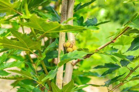 Platanus or. 'Minaret' 18-20 Hoogstam draadkluit 260 cm stam dakvorm 140 Versgeleid - afbeelding 7