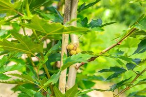 Platanus or. 'Minaret' 18-20 Hoogstam draadkluit 260 cm stam dakvorm 140 Versgeleid - afbeelding 7